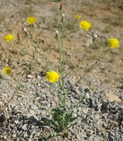 Crepis foetida