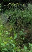 Crepis pulchra