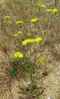 Crepis setosa