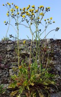 Crepis vesicaria