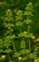 Cruciata laevipes