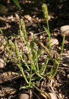 Crypsis alopecuroides
