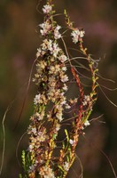 Cuscuta epithymum