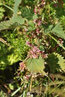 Cuscuta europaea
