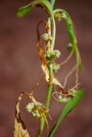 Cuscuta scandens