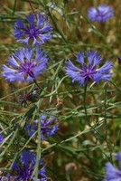 Cyanus segetum
