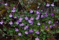 Cymbalaria muralis