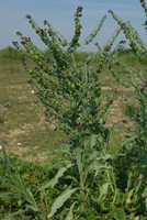 Cynoglossum officinale