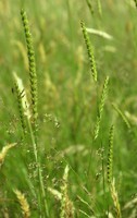 Cynosurus cristatus