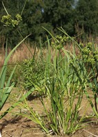 Cyperus eragrostis