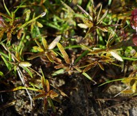 Cyperus flavescens