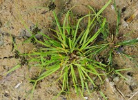 Cyperus fuscus