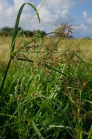 Cyperus longus