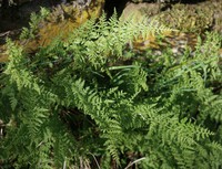 Cystopteris fragilis