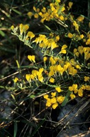 Cytisus decumbens