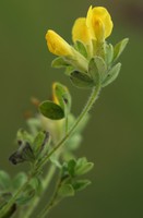 Cytisus lotoides