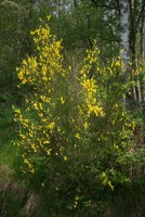 Cytisus scoparius