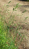Dactylis glomerata