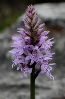 Dactylorhiza fuchsii