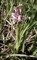 Dactylorhiza incarnata