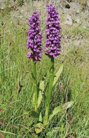 Dactylorhiza majalis