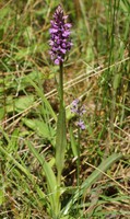Dactylorhiza praetermissa