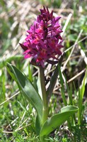 Dactylorhiza sambucina