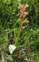 Dactylorhiza viridis