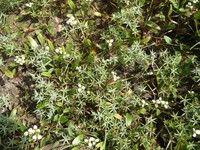 Damasonium alisma