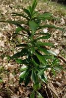 Daphne laureola