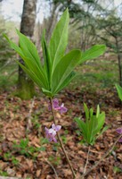 Daphne mezereum