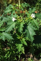 Datura stramonium