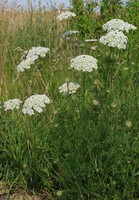 Daucus carota