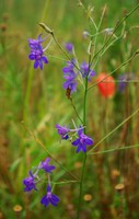 Delphinium consolida