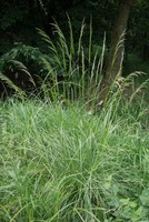 Deschampsia cespitosa