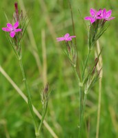 Dianthus armeria