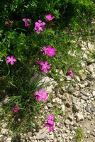 Dianthus carthusianorum