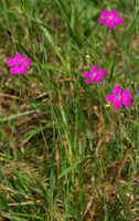 Dianthus deltoides