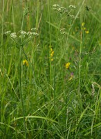 Dichoropetalum carvifolia