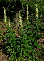 Digitalis lutea