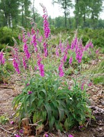 Digitalis purpurea