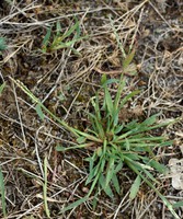 Digitaria ischaemum