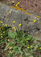 Diplotaxis muralis