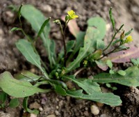 Diplotaxis viminea