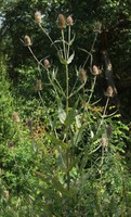 Dipsacus fullonum