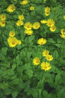 Doronicum plantagineum