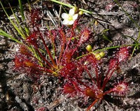 Drosera intermedia