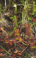 Drosera rotundifolia