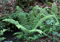 Dryopteris affinis