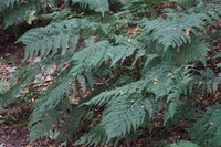Dryopteris dilatata